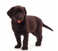 Labrador Retriever Negro